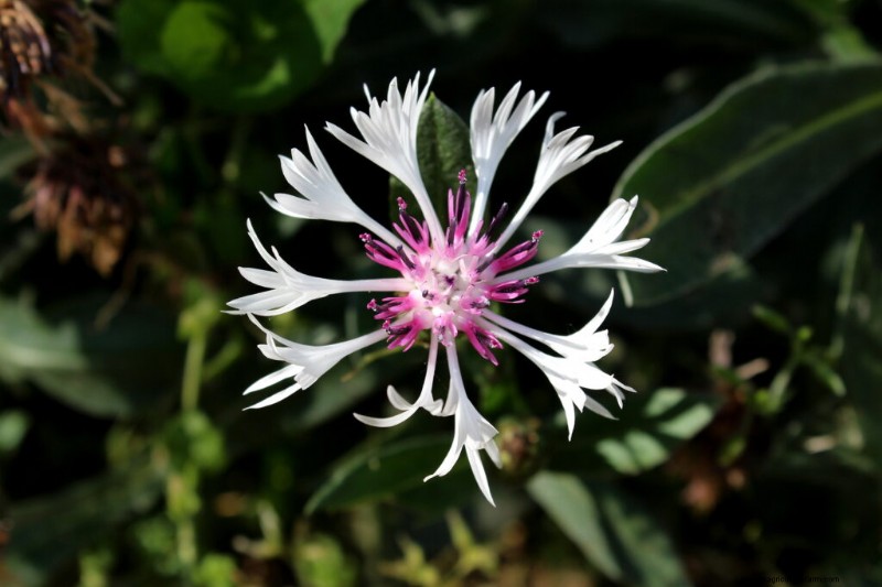 Bachelor s Button (Centaurea cyanus): Growing & Care Guide