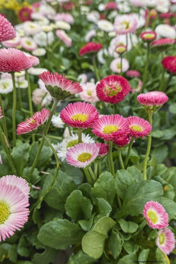 Growing English Daisies: A Comprehensive Guide for Beginners