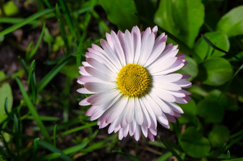 Growing English Daisies: A Comprehensive Guide for Beginners