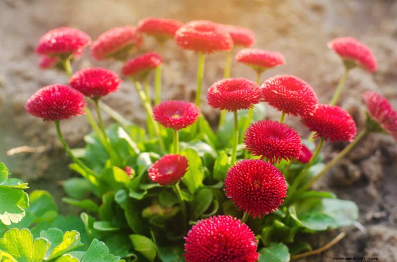 Growing English Daisies: A Comprehensive Guide for Beginners