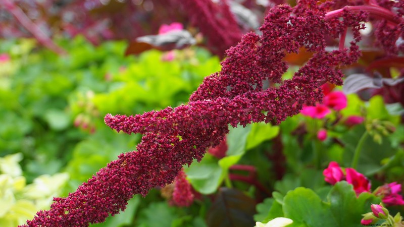 Growing Love-Lies-Bleeding (Amaranthus): A Complete Guide