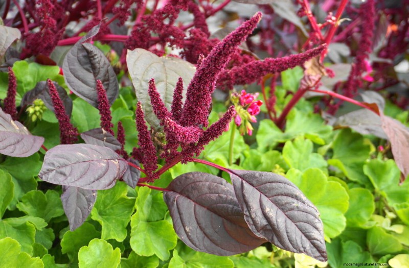 Growing Love-Lies-Bleeding (Amaranthus): A Complete Guide