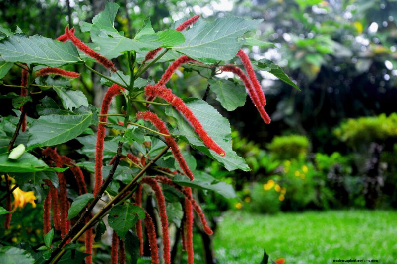 Growing Love-Lies-Bleeding (Amaranthus): A Complete Guide