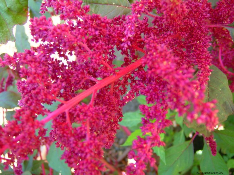 Growing Love-Lies-Bleeding (Amaranthus): A Complete Guide