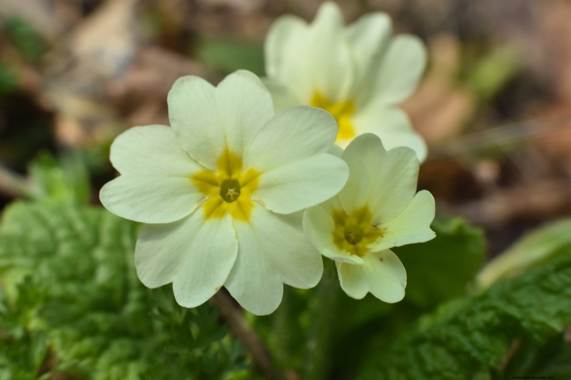 Polyantha Primrose: Cultivation & Care Guide for English Primroses