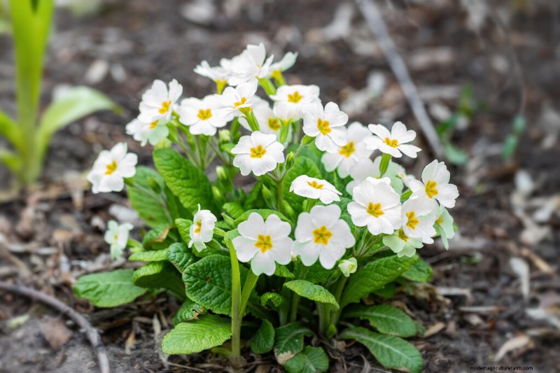 Polyantha Primrose: Cultivation & Care Guide for English Primroses