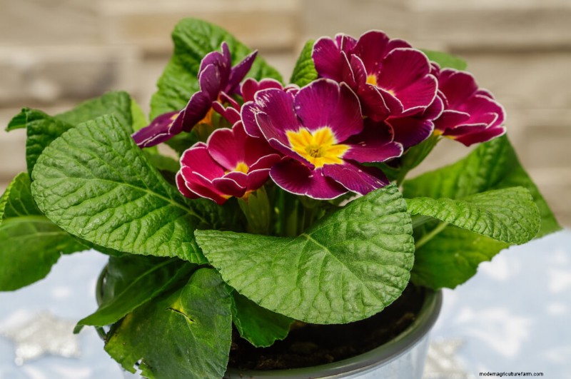 Polyantha Primrose: Cultivation & Care Guide for English Primroses