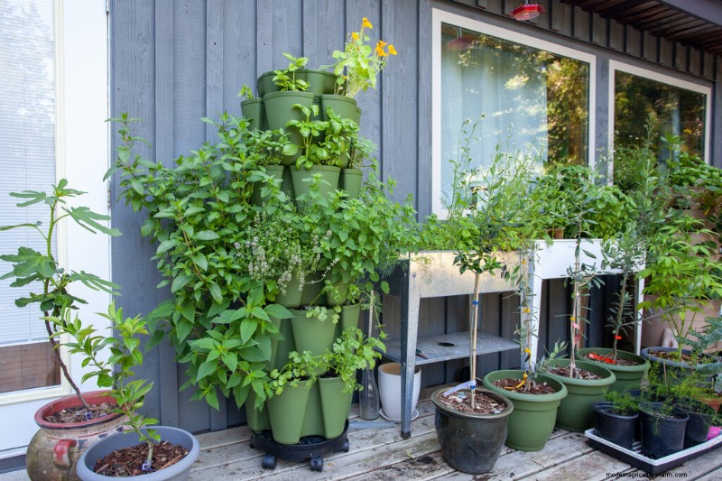 Container Vegetable Gardening: A Comprehensive Guide