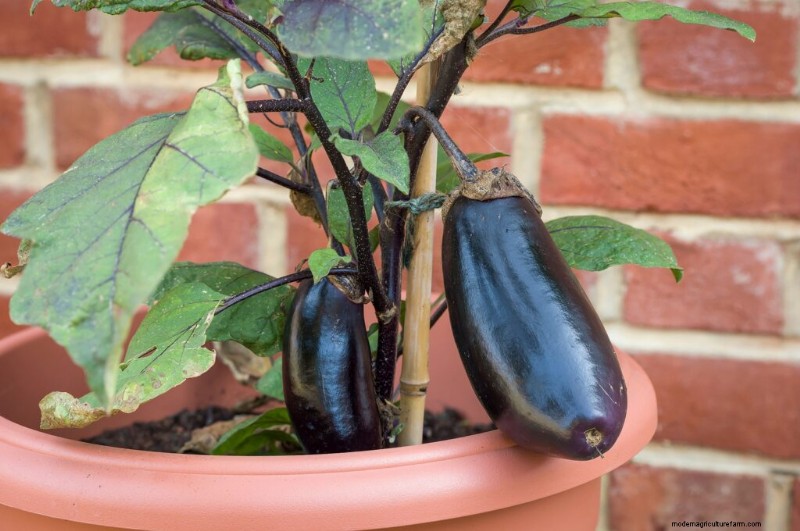 Container Vegetable Gardening: A Comprehensive Guide