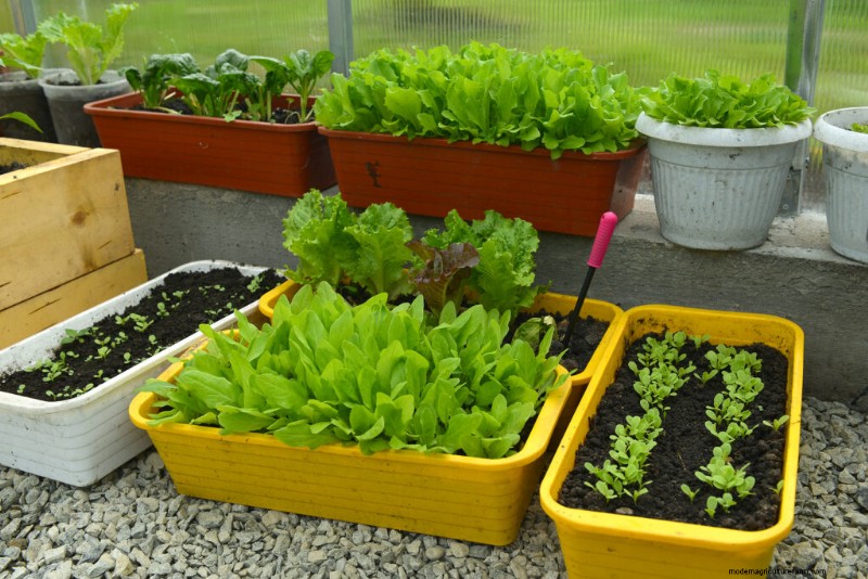 Container Vegetable Gardening: A Comprehensive Guide