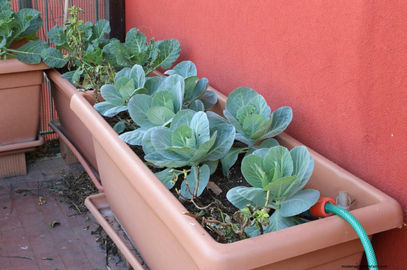Container Vegetable Gardening: A Comprehensive Guide
