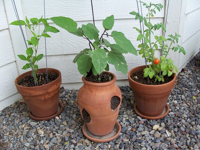 Container Vegetable Gardening: A Comprehensive Guide
