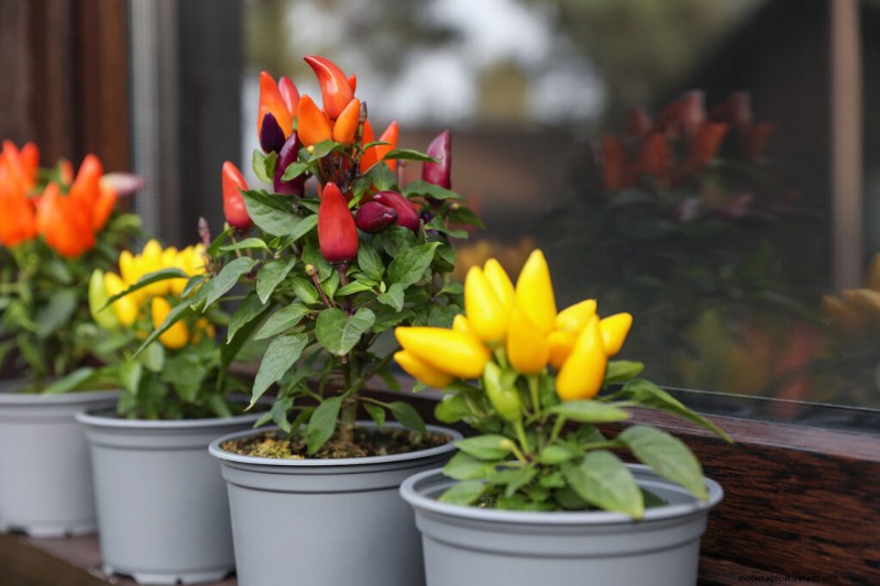 Container Vegetable Gardening: A Comprehensive Guide