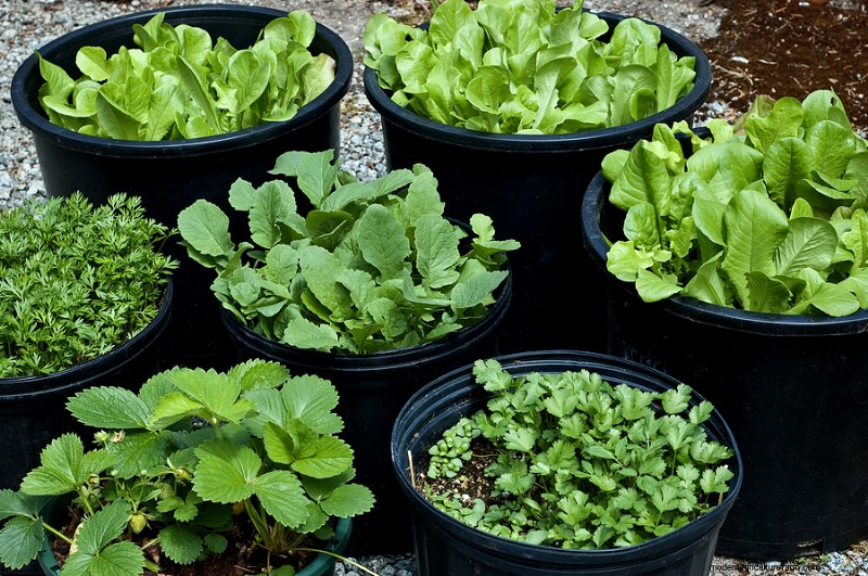 Container Vegetable Gardening: A Comprehensive Guide