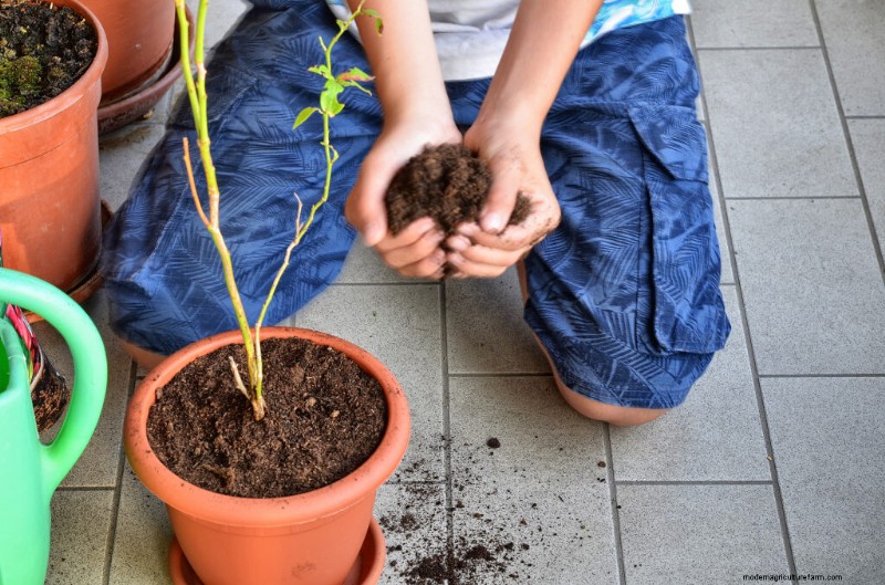 Container Vegetable Gardening: A Comprehensive Guide