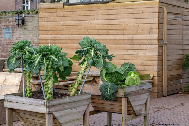 Container Vegetable Gardening: A Comprehensive Guide