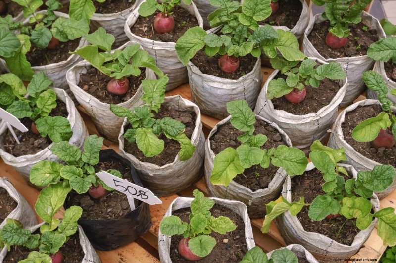 Container Vegetable Gardening: A Comprehensive Guide