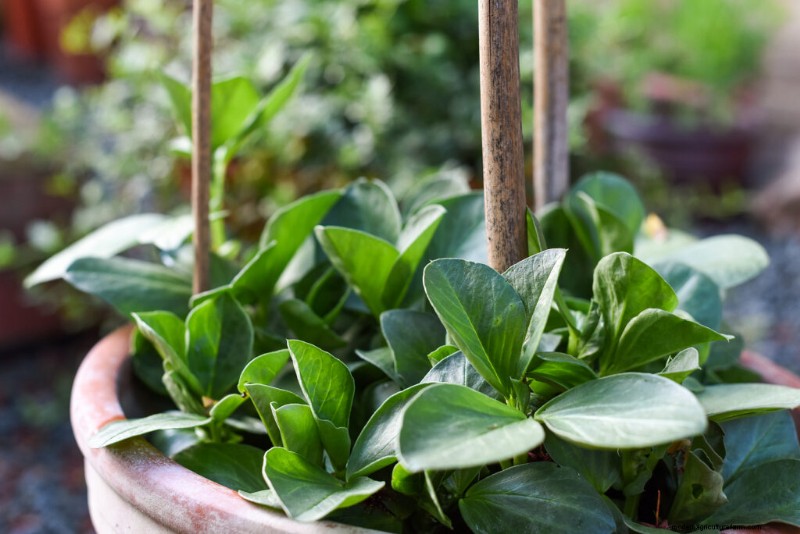 Container Vegetable Gardening: A Comprehensive Guide