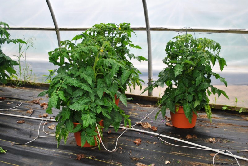 Container Vegetable Gardening: A Comprehensive Guide