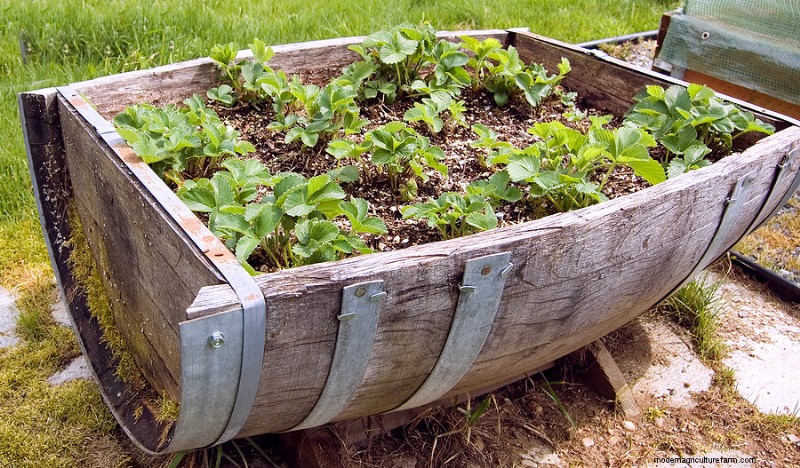 Container Vegetable Gardening: A Comprehensive Guide