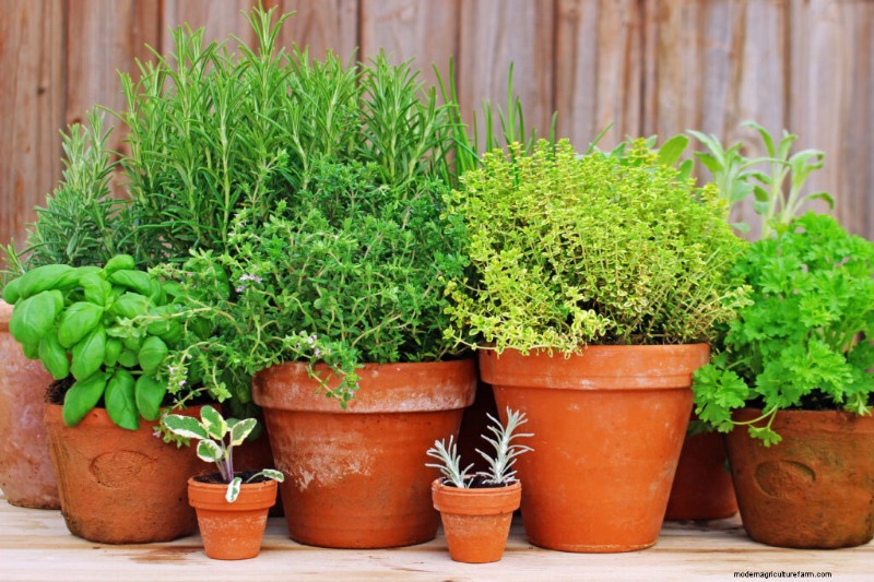 Container Vegetable Gardening: A Comprehensive Guide