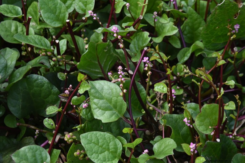 Malabar Spinach: Planting, Growing & Harvesting Guide