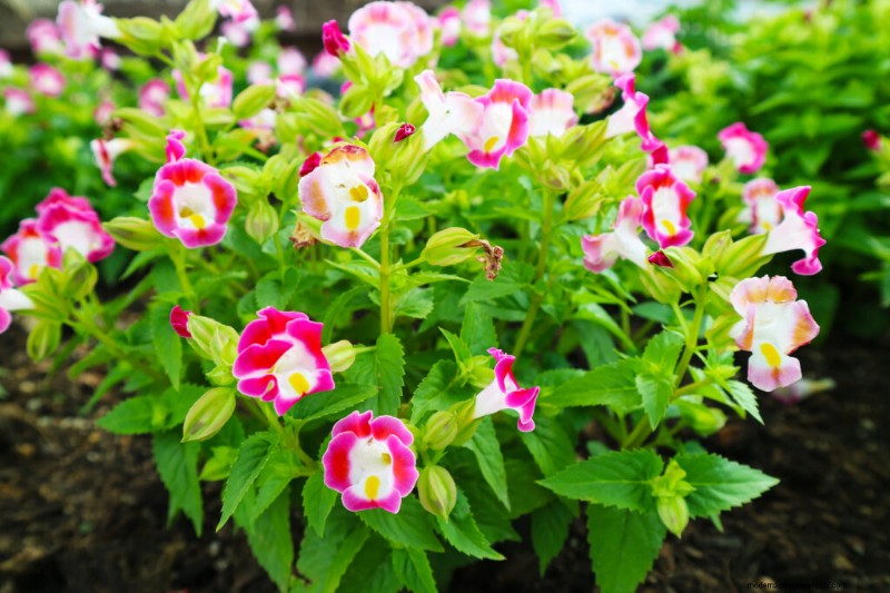 Torenia (Wishbone Flower): Planting, Care & Growing Guide