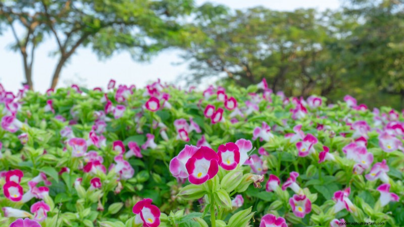 Torenia (Wishbone Flower): Planting, Care & Growing Guide