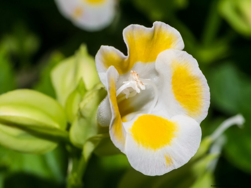 Torenia (Wishbone Flower): Planting, Care & Growing Guide