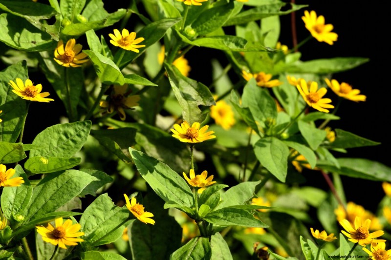 Growing Butter Daisies (Melampodium): Care & Planting Guide