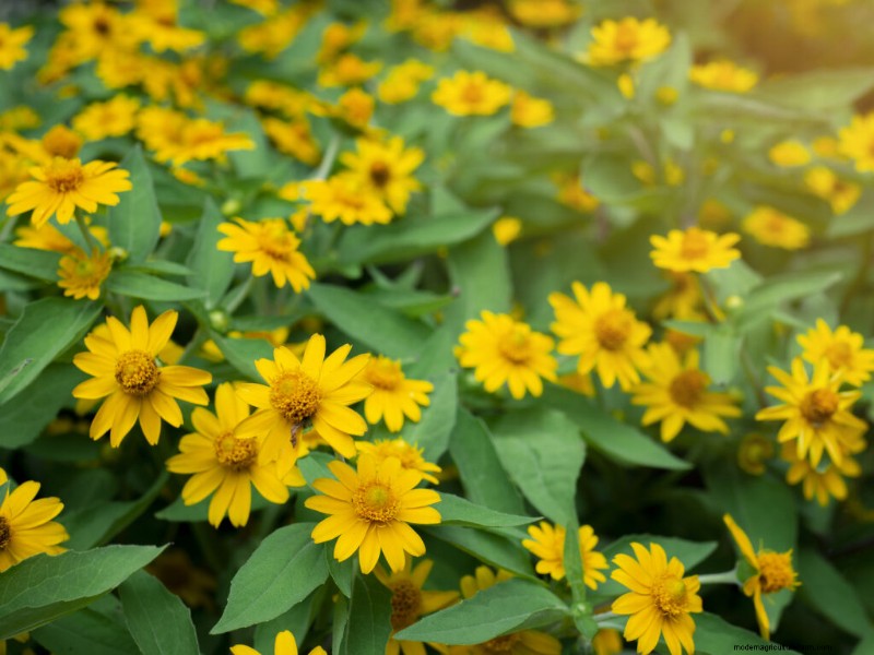 Growing Butter Daisies (Melampodium): Care & Planting Guide