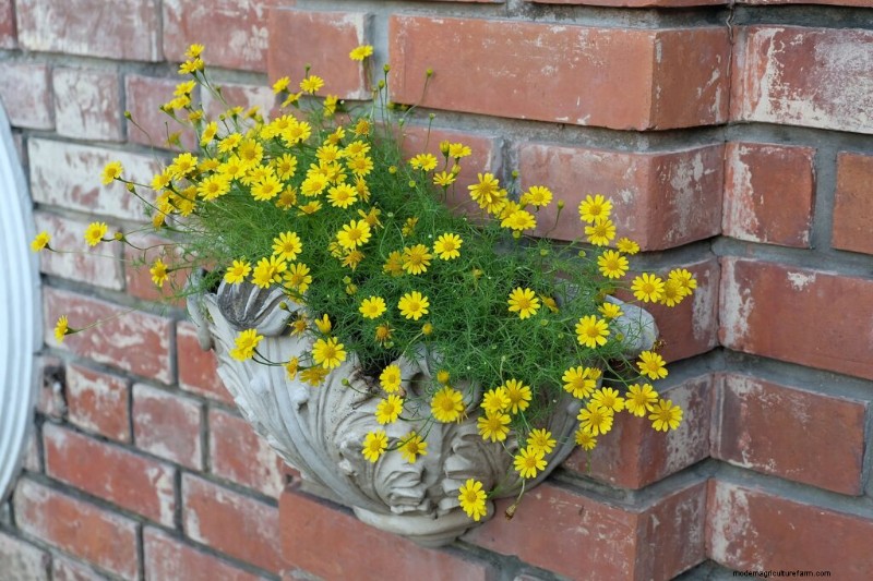 Growing Butter Daisies (Melampodium): Care & Planting Guide