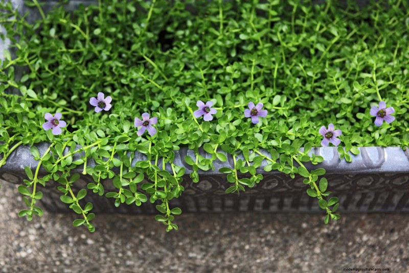 Bacopa (Sutera): Growing & Care Guide for Stunning Summer Blooms