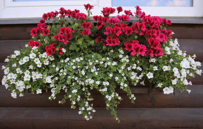 Bacopa (Sutera): Growing & Care Guide for Stunning Summer Blooms