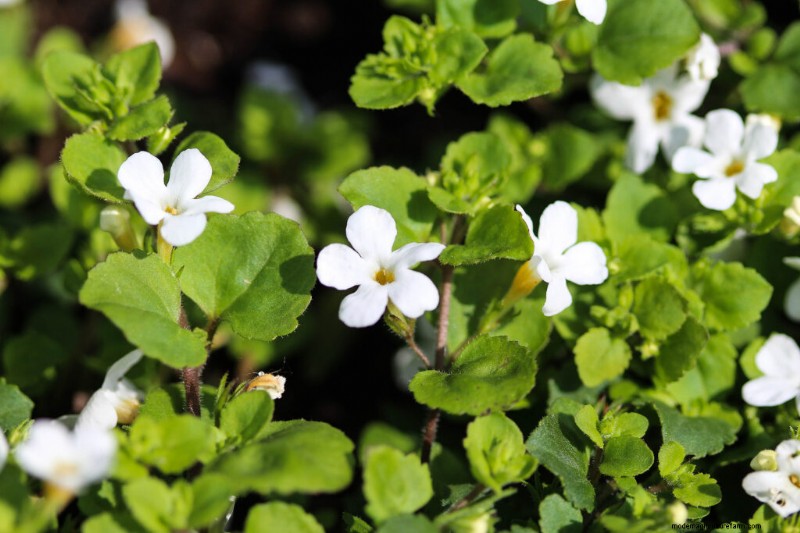 Bacopa (Sutera): Growing & Care Guide for Stunning Summer Blooms