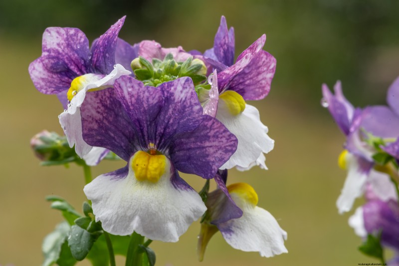 Nemesia: Growing & Caring for Colorful Blooms | Garden Guide