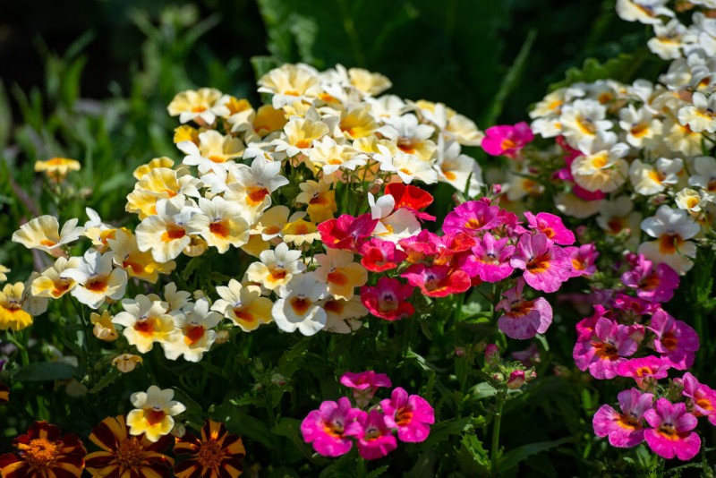Nemesia: Growing & Caring for Colorful Blooms | Garden Guide