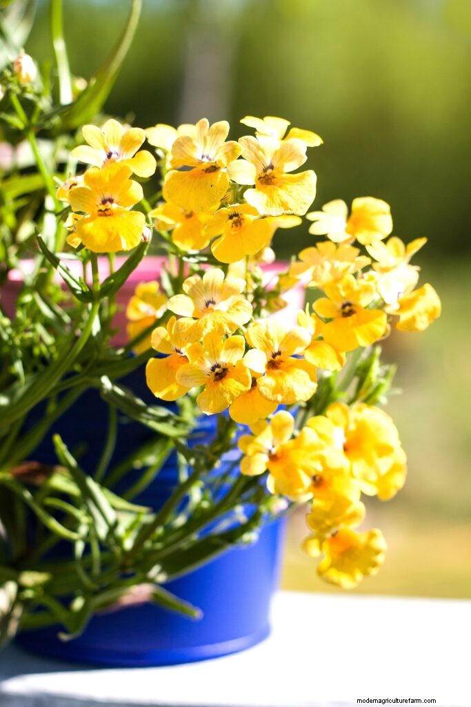Nemesia: Growing & Caring for Colorful Blooms | Garden Guide