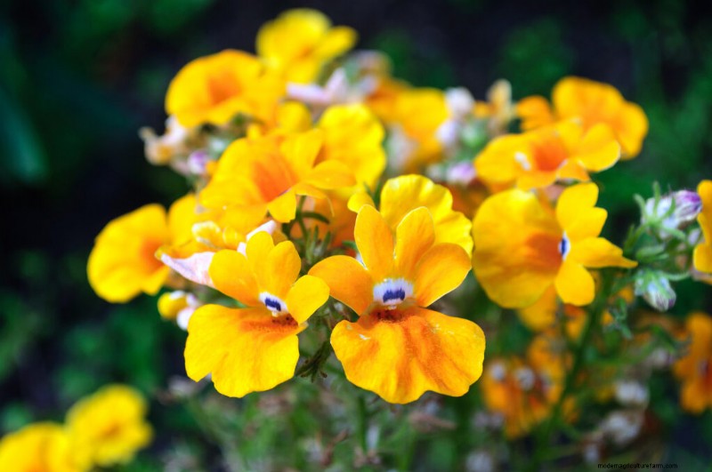 Nemesia: Growing & Caring for Colorful Blooms | Garden Guide