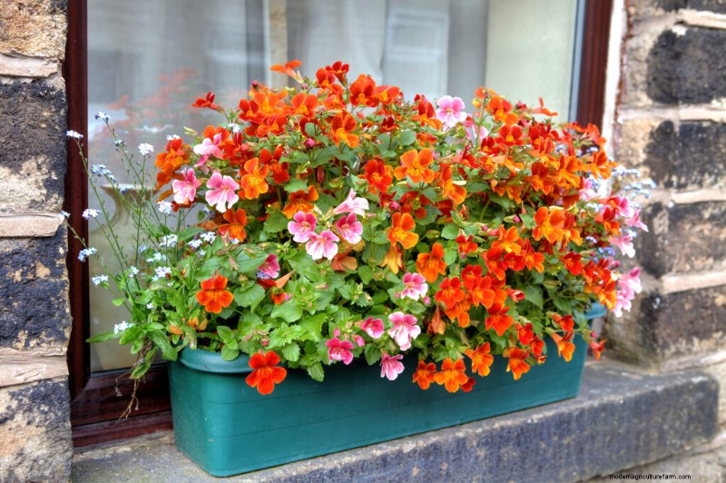 Nemesia: Growing & Caring for Colorful Blooms | Garden Guide