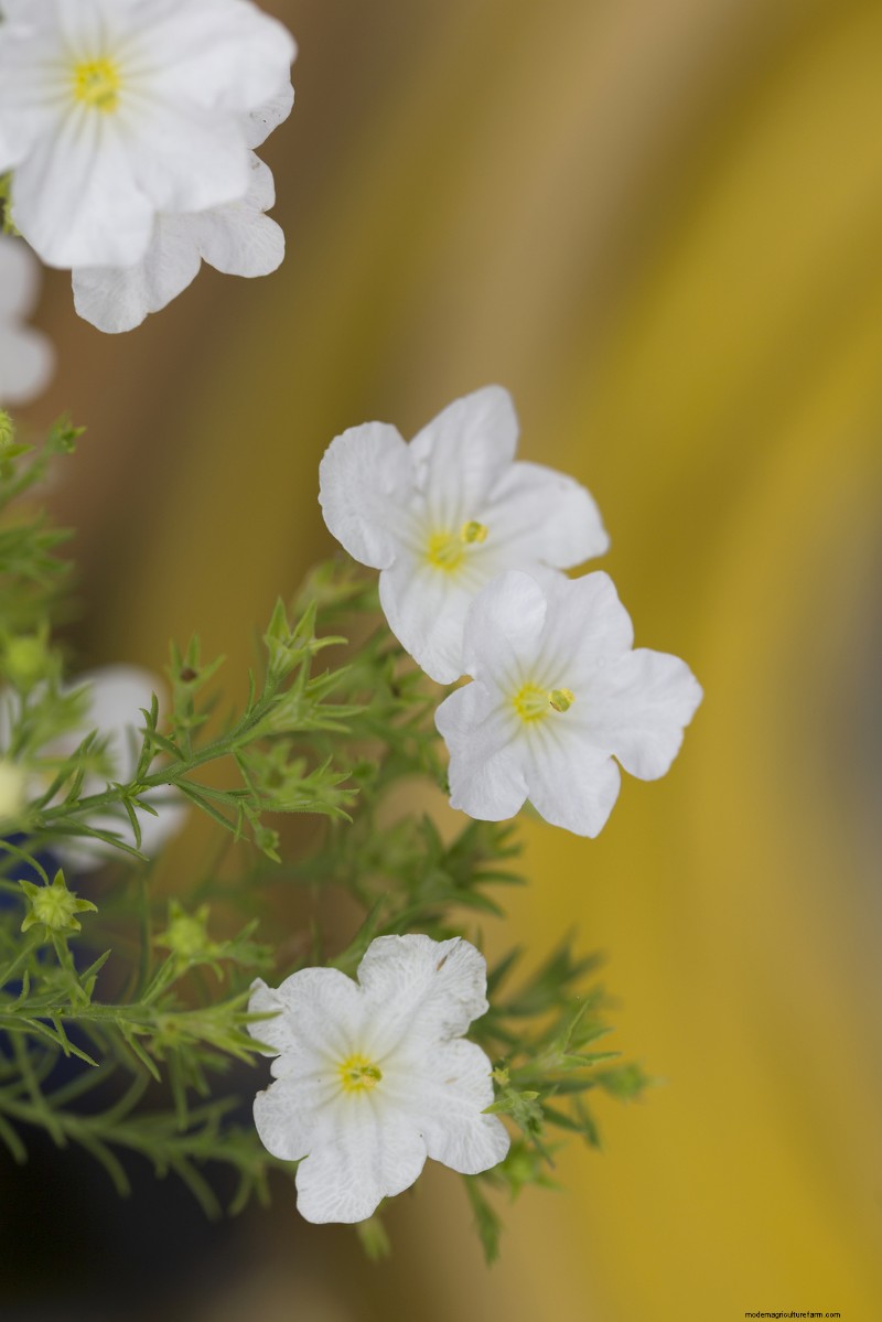 Growing Cupflowers (Nierembergia): Care & Cultivation