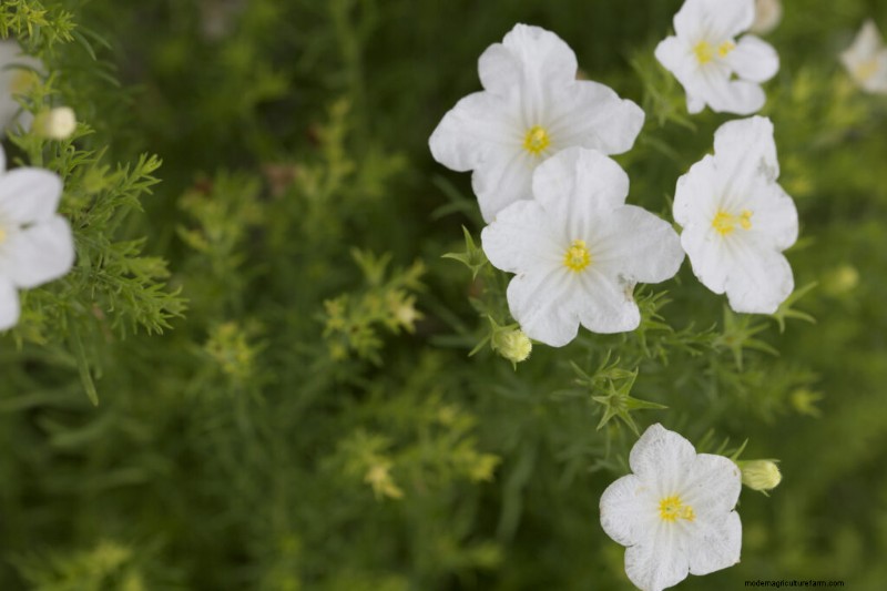 Growing Cupflowers (Nierembergia): Care & Cultivation