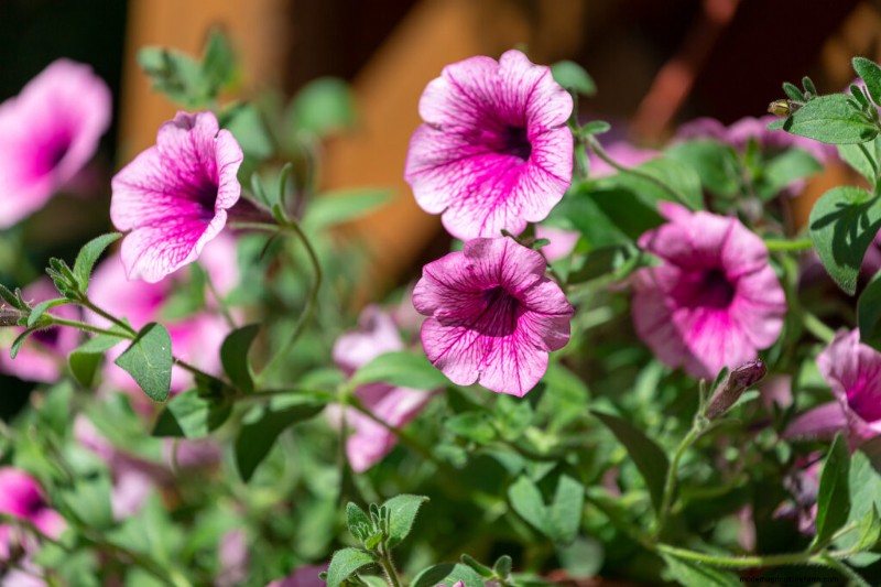 Petunia Care: Growing & Maintaining Vibrant Blooms