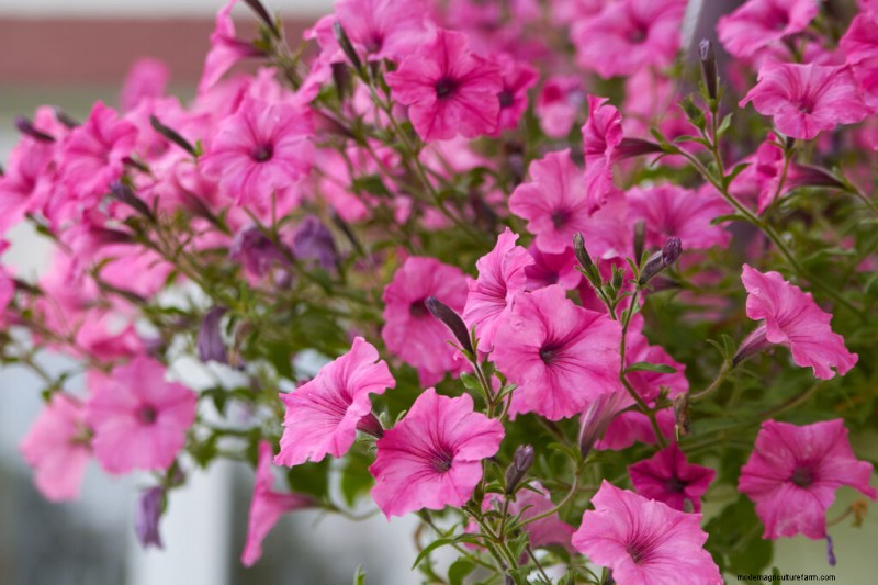 Petunia Care: Growing & Maintaining Vibrant Blooms