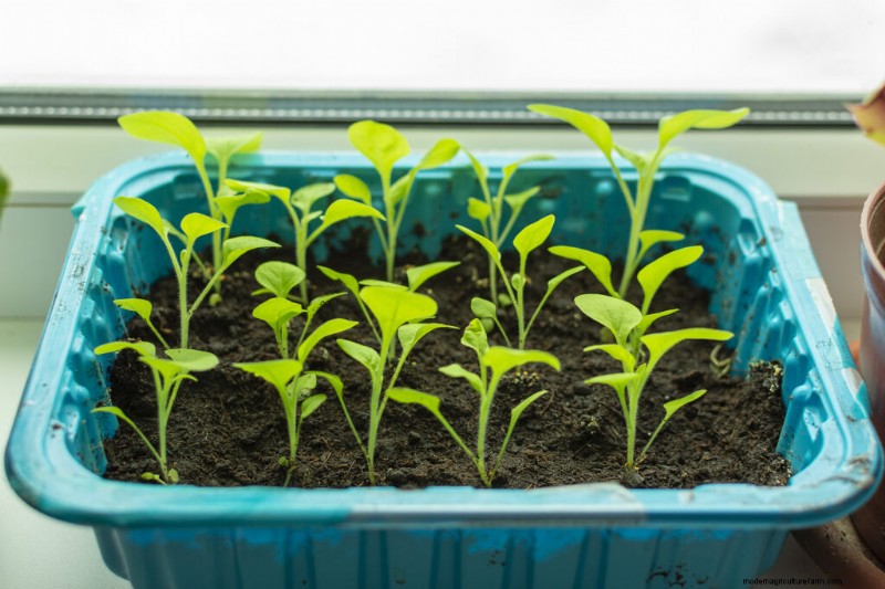 Petunia Care: Growing & Maintaining Vibrant Blooms