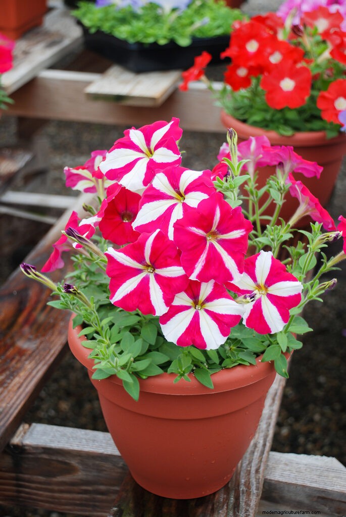 Petunia Care: Growing & Maintaining Vibrant Blooms