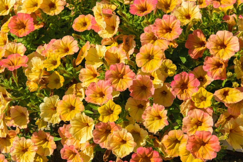 Petunia Care: Growing & Maintaining Vibrant Blooms