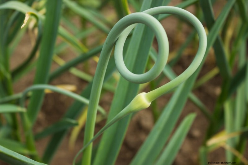 Garlic Scapes: A Complete Guide to Growing & Using This Flavorful Vegetable