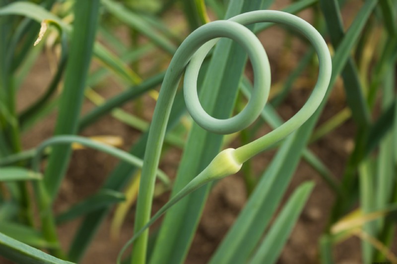 Garlic Scapes: A Complete Guide to Growing & Using This Flavorful Vegetable