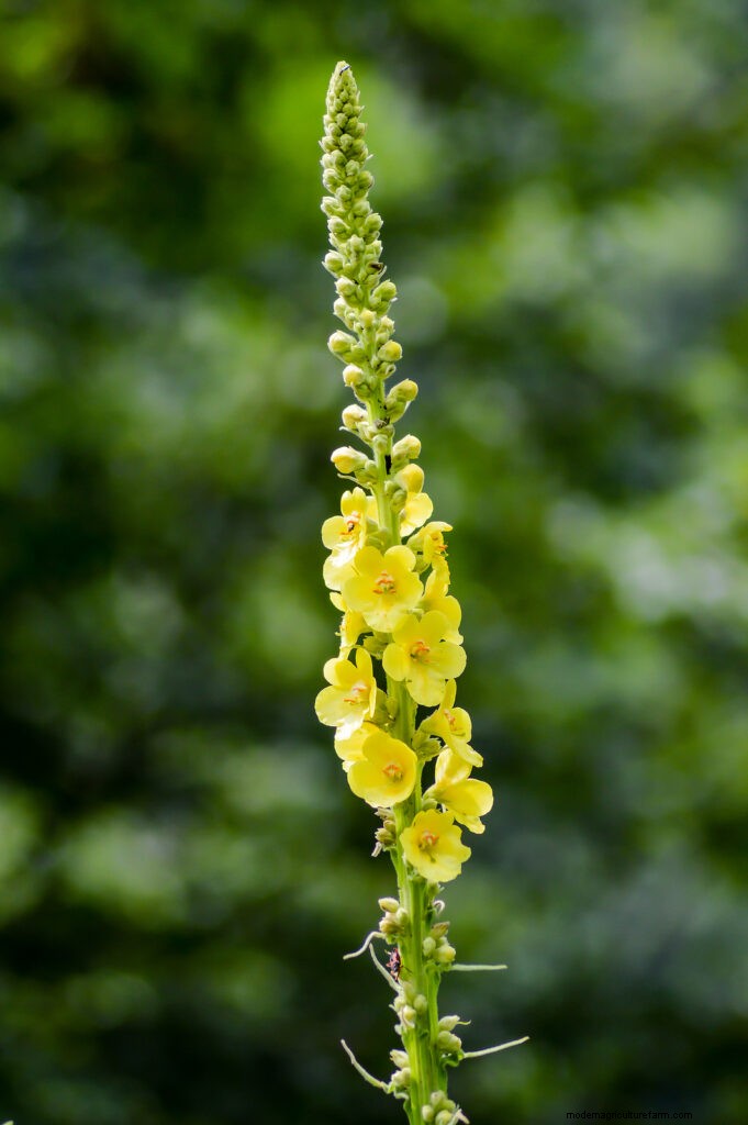 Growing Mignonette (Reseda): A Fragrant Garden Guide
